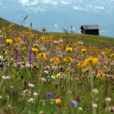 Experience biodiversity on the mountain meadows of Lungiarü
