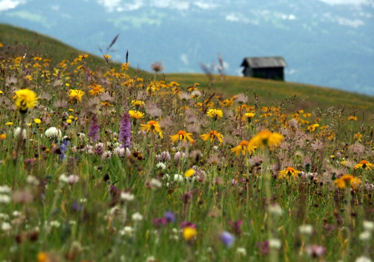 Experience biodiversity on the mountain meadows of Lungiarü