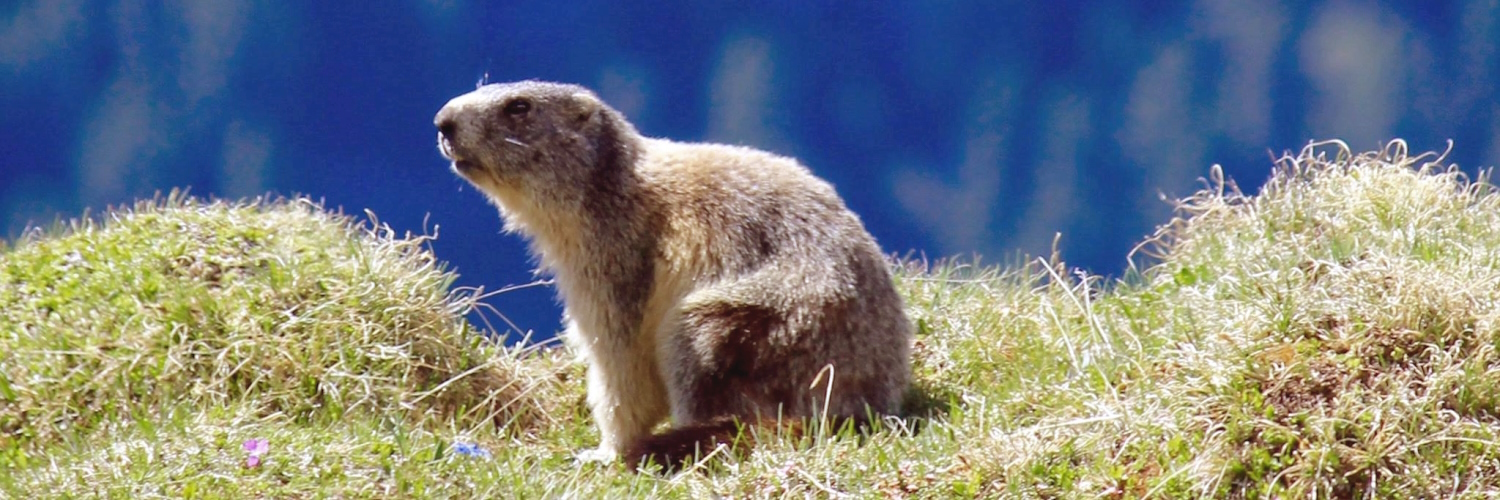 marmot