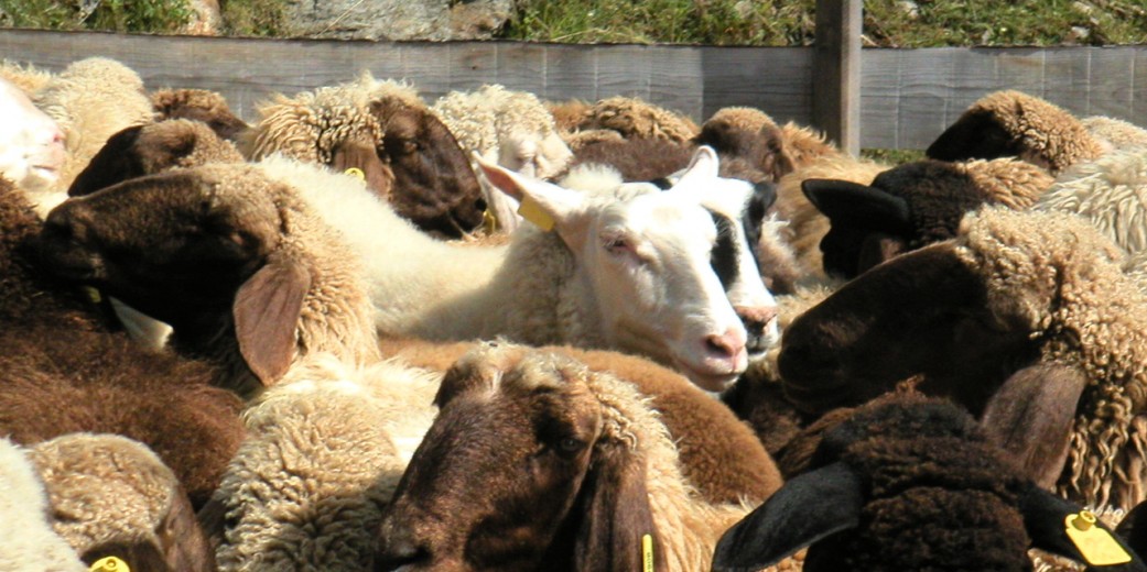 Sheep are the basis for the products of Villgrater Natur