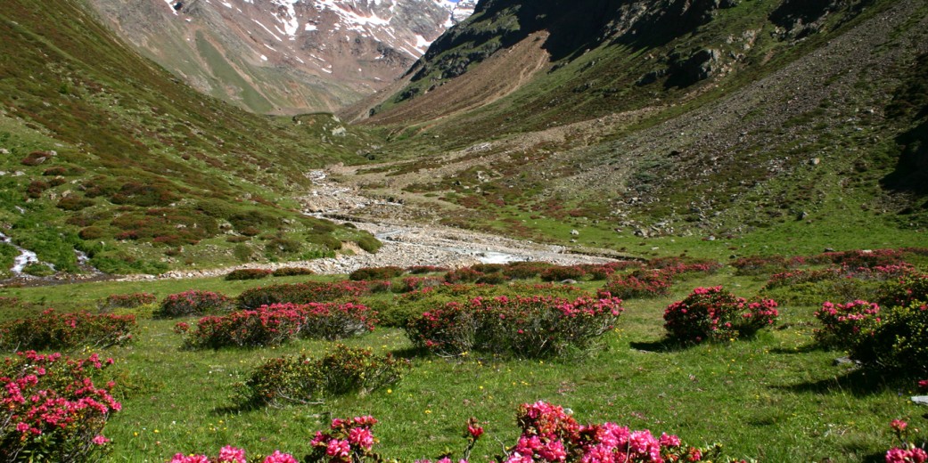 Alpine roses