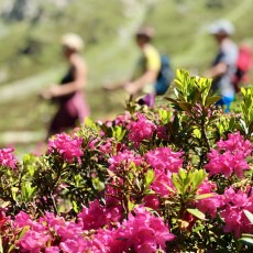 On hiking tour to the alpine rose blossom