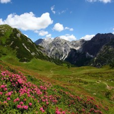 Alpine rose blossom in Tappenkar