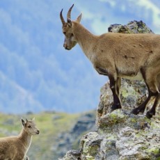 Chamois, many up-close experiences await you on tours in the Matsch mountain world