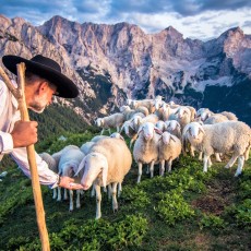 Salting sheep on Goli vrh