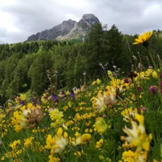 Pütia / Peitlerkofel and beautiful flowers