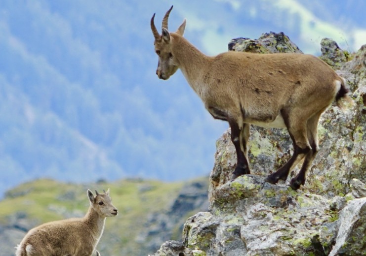 Chamois, many up-close experiences await you on tours in the Matsch mountain world