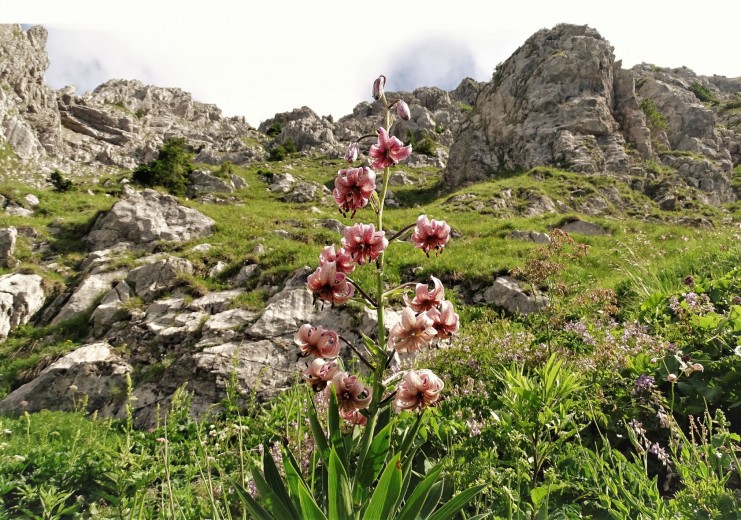 The mountains around Paularo have a high biodiversity | Turk's cap lily