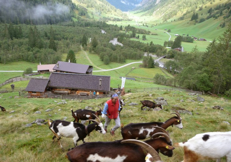 Helga mit ihren Ziegen, der seltenen Rasse Tauernschnecke