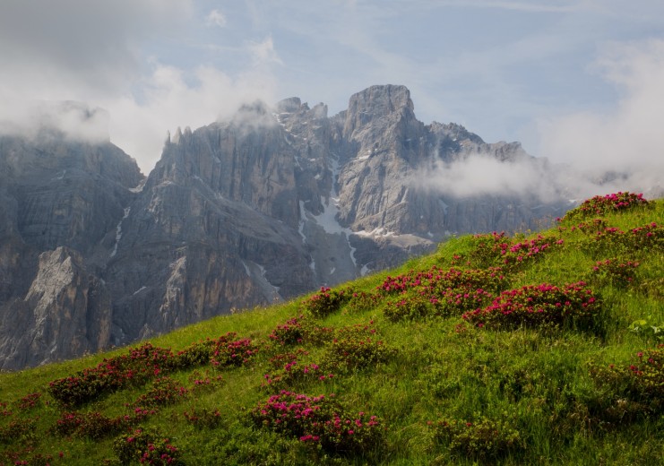 Forcela dla Roa/ Roa-Scharte, irresistible blend of colour: Alpine rose blossom and the Piz Duleda