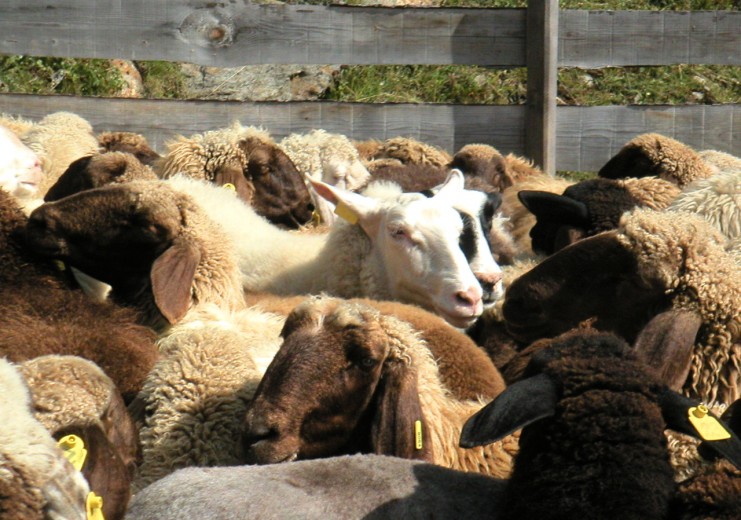 Sheep are the basis for the products of Villgrater Natur