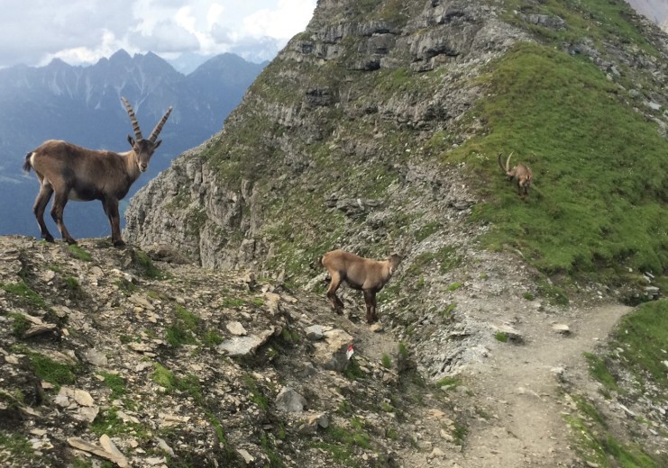 Ibexes on their way to the peak of Mt. Kirchdach (2.840 m)